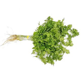 Cilantro x 100gr