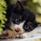 Consulta veterinaria